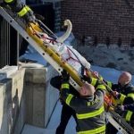 Firefighters Rescue Swan Stuck In Frozen River In Norwalk, Connecticut River