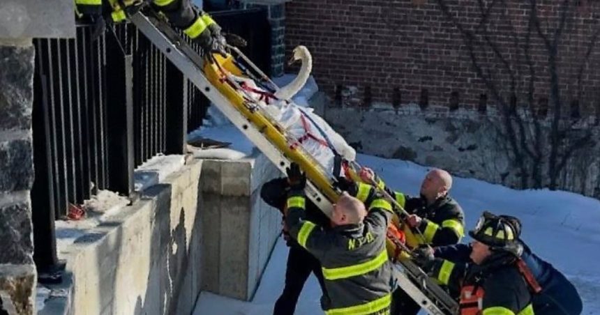Firefighters Rescue Swan Stuck In Frozen River In Norwalk, Connecticut River