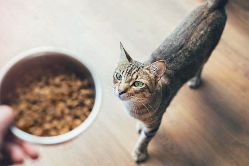 Fish-based pet food may expose cats and dogs to forever chemicals