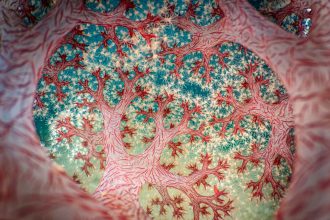 Five stunning images from the Close-up Photographer of the Year awards