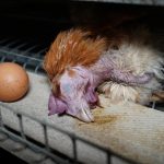 Food brands break Frankenchickens promise