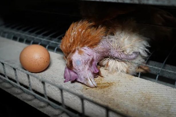 Food brands break Frankenchickens promise