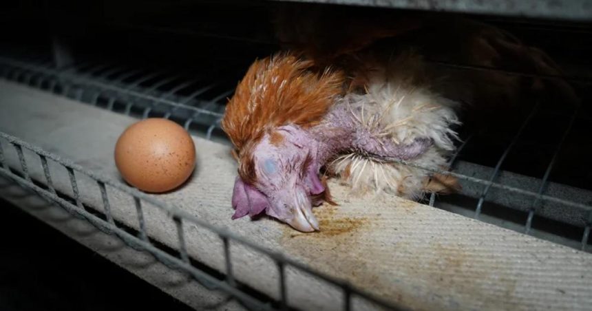 Food brands break Frankenchickens promise