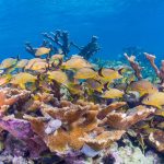 Food chains in Caribbean coral reefs are getting shorter