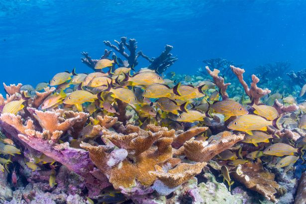 Food chains in Caribbean coral reefs are getting shorter
