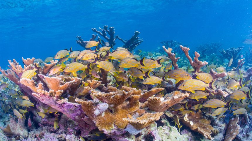 Food chains in Caribbean coral reefs are getting shorter