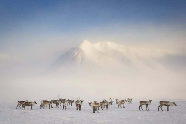 Frostlines review: Unexpectedly moving book makes the case for the Arctic