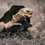 Galápagos tortoise once believed extinct is now roaming free