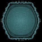 Giant Virus Discovered in Japanese Pond May Hint at Multicellular Life’s Origins : ScienceAlert