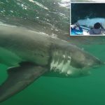 Great white shark Ernst spotted off coast of Mississippi