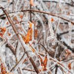 Groundhog Day Gloom? Why the Nasdaq Is Shaking Off Phil’s Shadow and Facing Reality