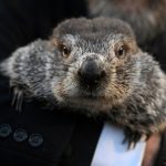 Groundhog Day puts Punxsutawney Phil’s forecast about winter’s length in the spotlight : NPR