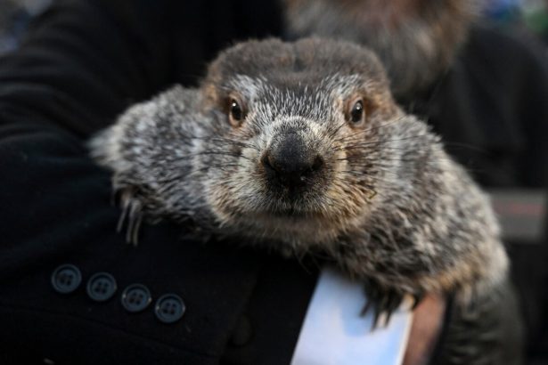 Groundhog Day puts Punxsutawney Phil’s forecast about winter’s length in the spotlight : NPR