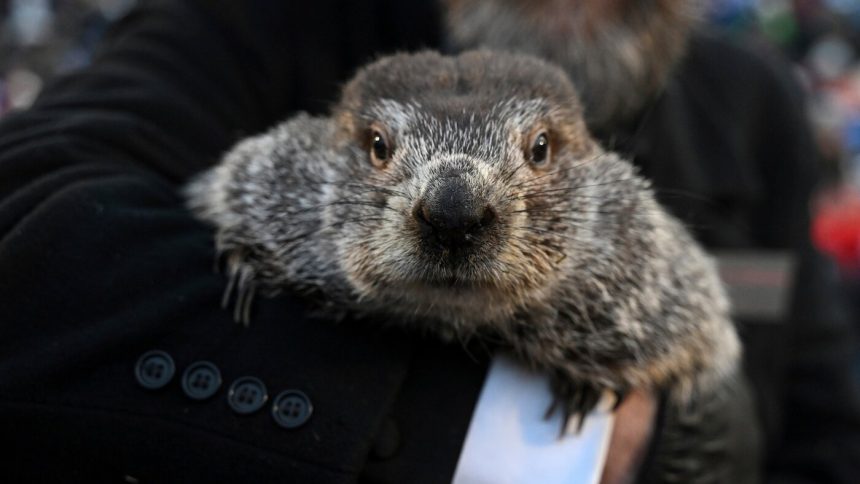 Groundhog Day puts Punxsutawney Phil’s forecast about winter’s length in the spotlight : NPR