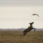 Gwich’in fight to protect caribou from Alaska oil development