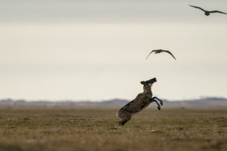 Gwich’in fight to protect caribou from Alaska oil development