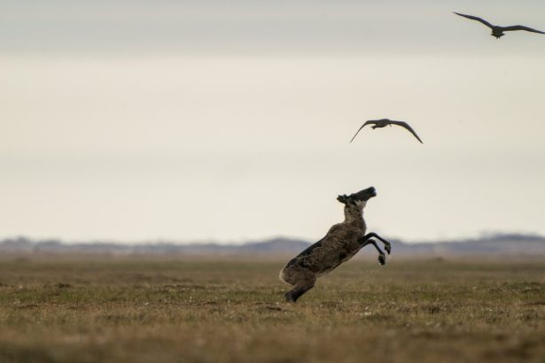 Gwich’in fight to protect caribou from Alaska oil development
