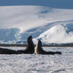 Halting irreversible changes to Antarctica depends on choices made today
