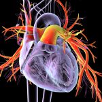 Heart disease in young women projected to rise sharply by 2050