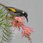 Here’s how honeyeaters and other birds thrive on sugary diets