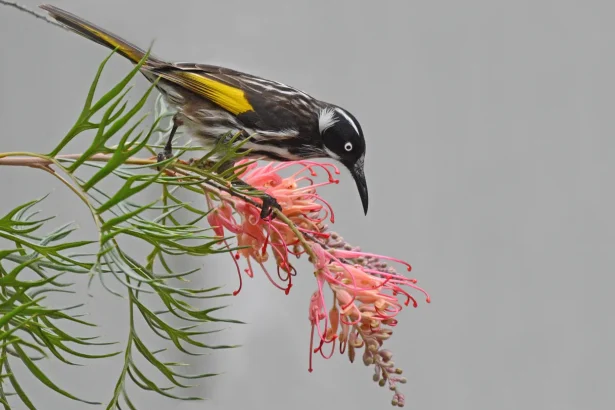 Here’s how honeyeaters and other birds thrive on sugary diets