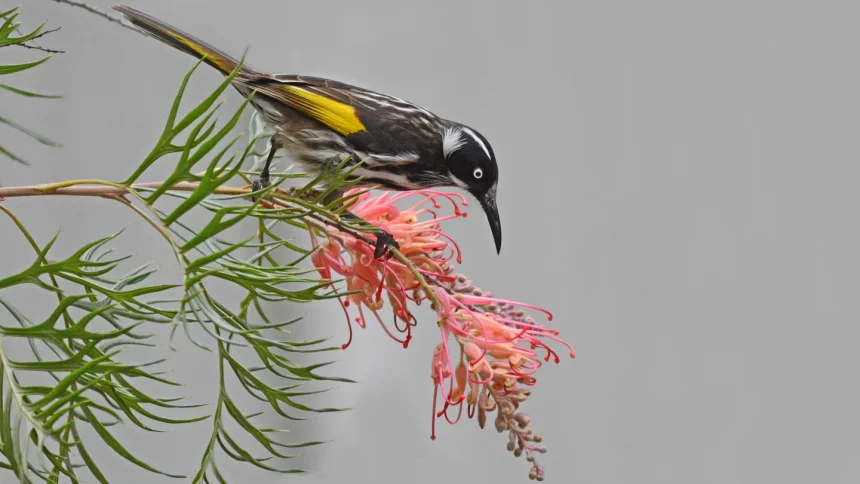 Here’s how honeyeaters and other birds thrive on sugary diets