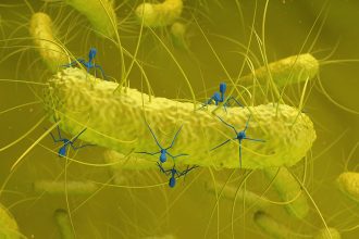 Hidden Virus Found in Gut Bacteria Is Linked to Colorectal Cancer : ScienceAlert