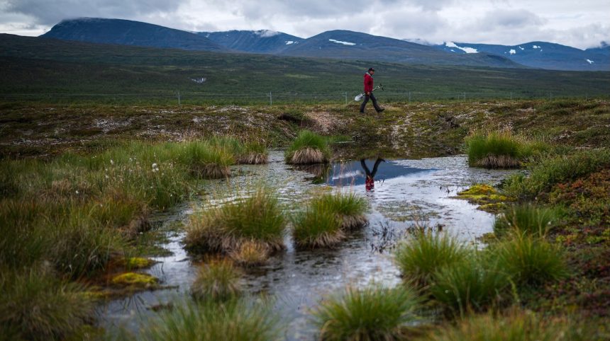 How a greening Arctic might be kick-starting a dangerous feedback loop 