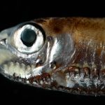 How do deep-sea fish see in dark water? This new study could hold the clue