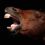 How horses whinny has long been a mystery. Now scientists think they know the answer