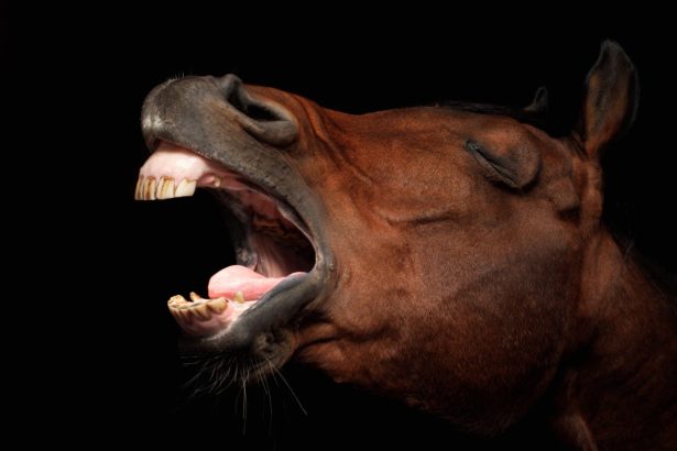 How horses whinny has long been a mystery. Now scientists think they know the answer