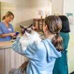 How much does a vet visit cost?