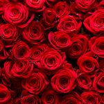 How roses evolved to become the flower of Valentine’s Day
