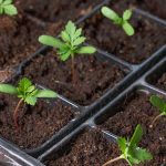 How to Recycle and Reuse Garden Plug Trays