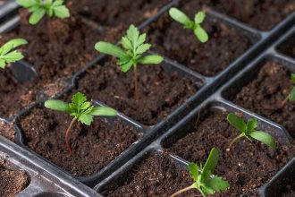 How to Recycle and Reuse Garden Plug Trays