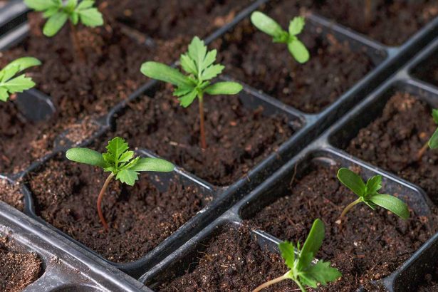How to Recycle and Reuse Garden Plug Trays