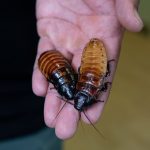 How to name a Madagascar hissing cockroach for Valentine’s Day at the Bronx Zoo
