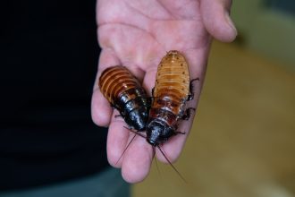 How to name a Madagascar hissing cockroach for Valentine’s Day at the Bronx Zoo