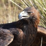 How tracking golden eagles in Nevada revealed a desert ‘death vortex’