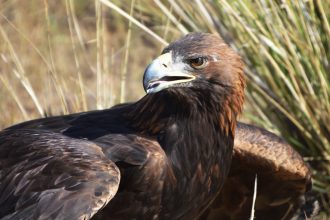 How tracking golden eagles in Nevada revealed a desert ‘death vortex’