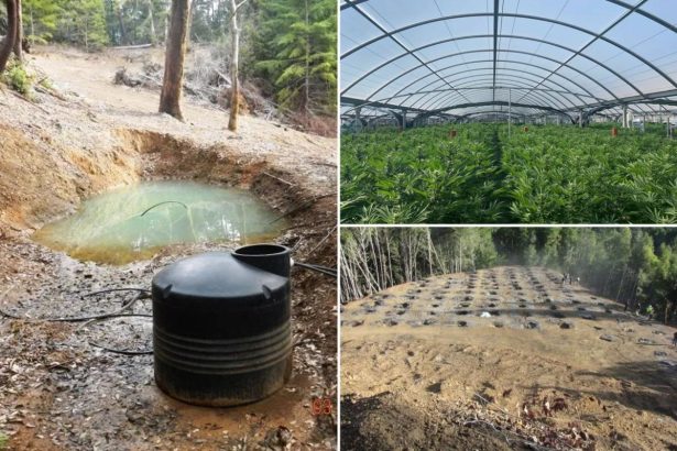 Illegal cannabis farms poison California’s forests