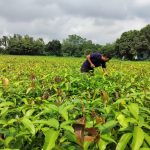 India’s Varaha bags M to scale carbon removal from the Global South