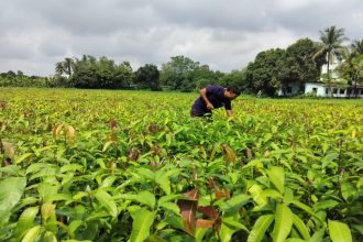 India’s Varaha bags M to scale carbon removal from the Global South