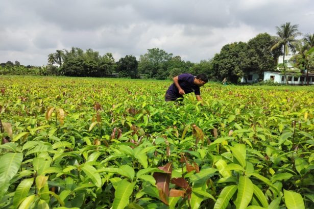 India’s Varaha bags M to scale carbon removal from the Global South