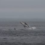 Indigenous concerns surface as Trump calls for seabed mining in Alaskan waters