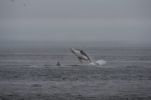 Indigenous concerns surface as Trump calls for seabed mining in Alaskan waters