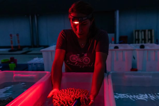 Inside the historic effort to keep the Great Barrier Reef alive