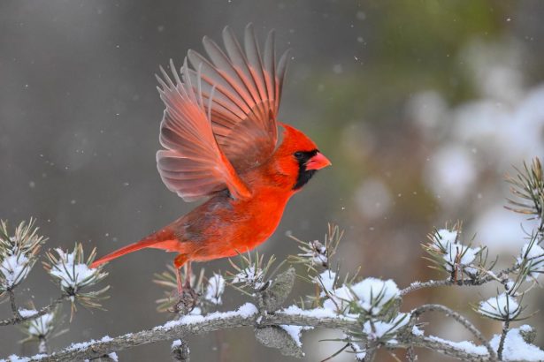 Join the Great Backyard Bird Count—for science!