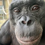 Kanzi the famous bonobo may have understood ‘pretend’ objects