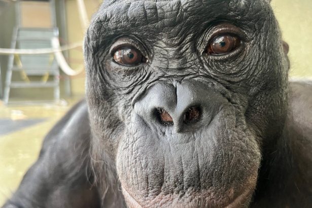 Kanzi the famous bonobo may have understood ‘pretend’ objects